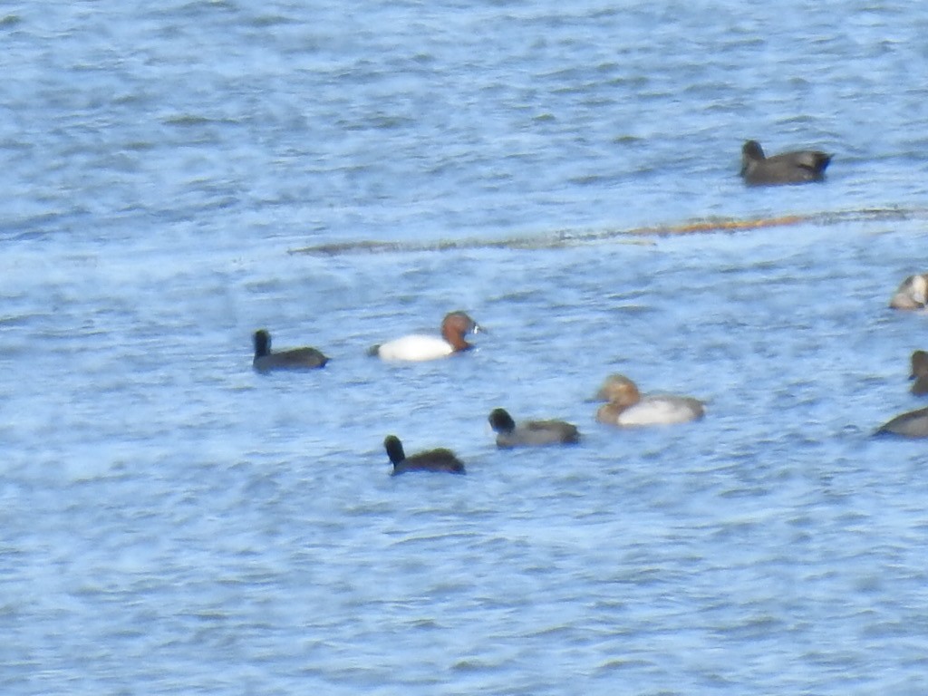 Canvasback - ML189738281