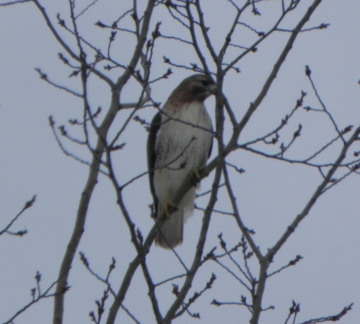 Red-tailed Hawk - ML189738881