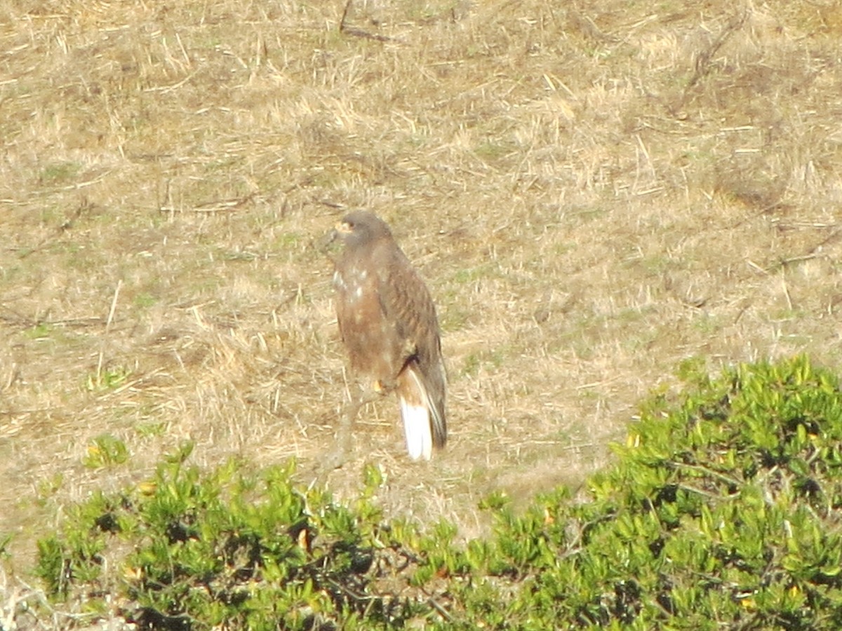 Ferruginous Hawk - ML189738901