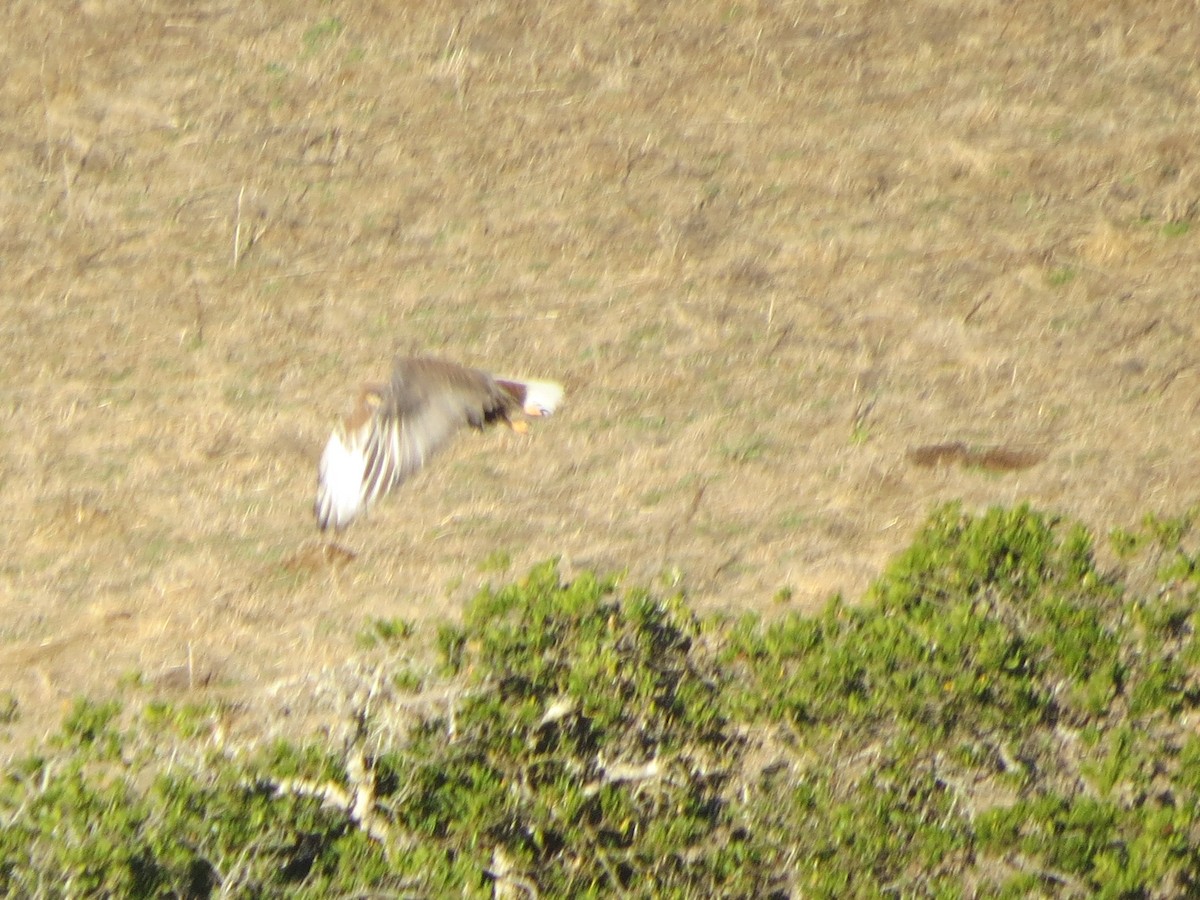 Ferruginous Hawk - ML189739171