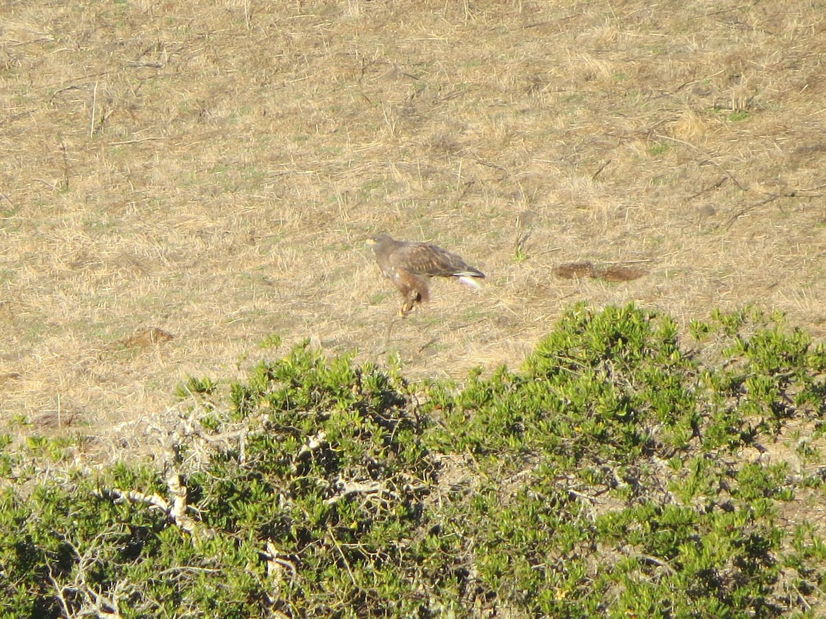 Ferruginous Hawk - ML189739241