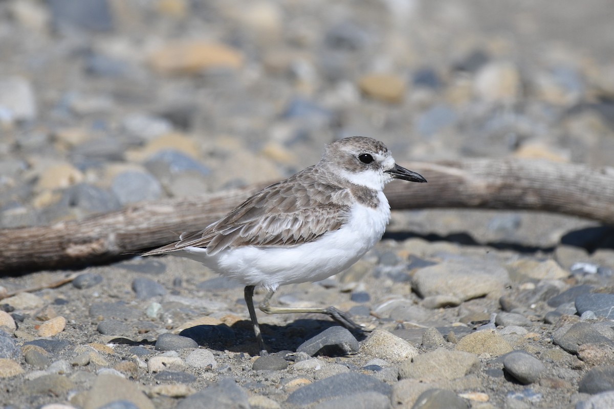 Greater Sand-Plover - ML189739361