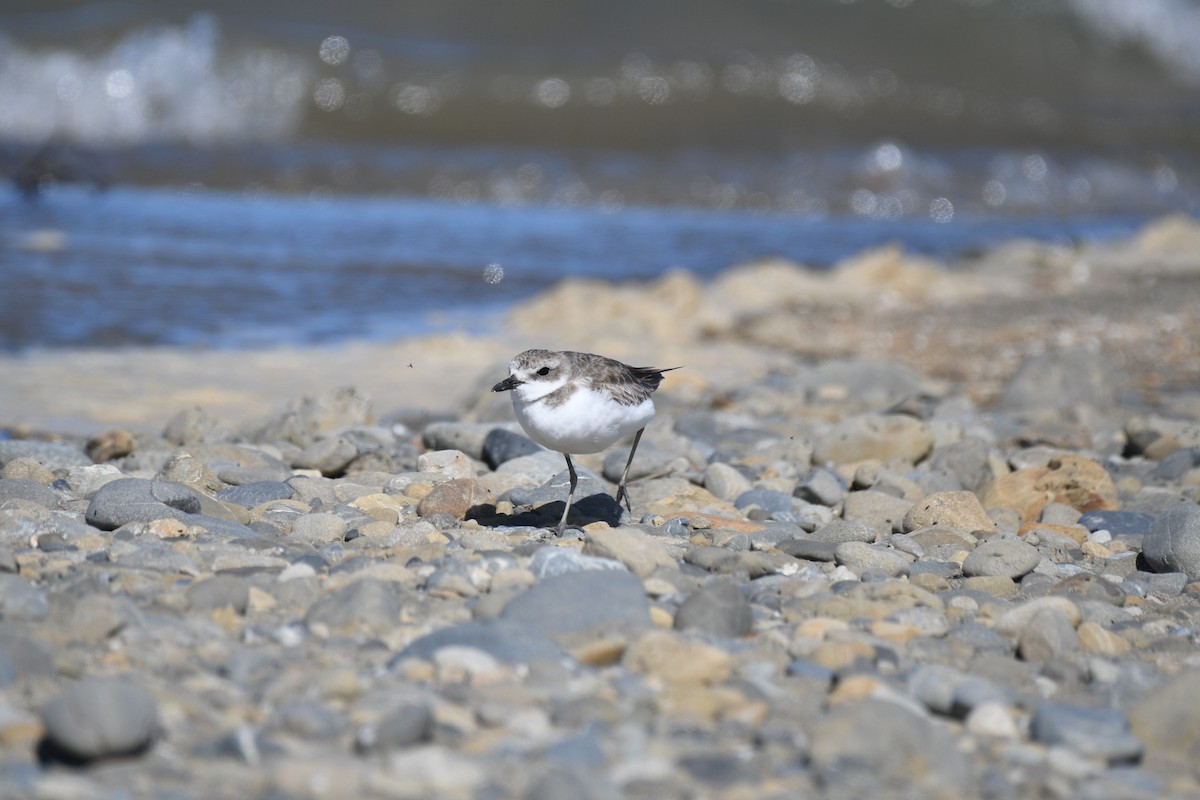 Greater Sand-Plover - ML189739471