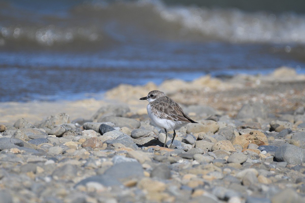 Greater Sand-Plover - kelly johnson