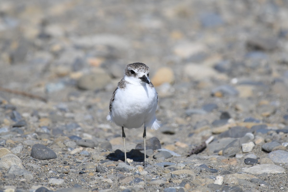 Greater Sand-Plover - kelly johnson