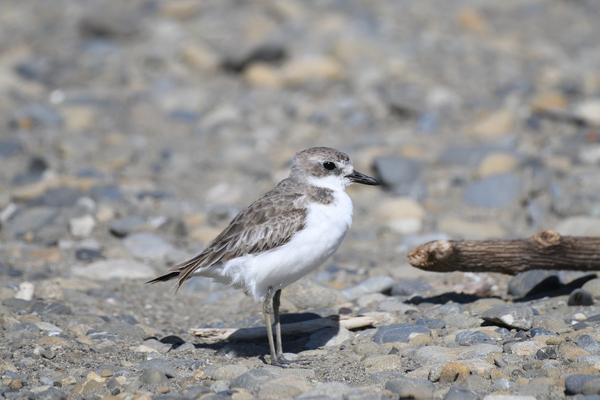 Greater Sand-Plover - ML189739521