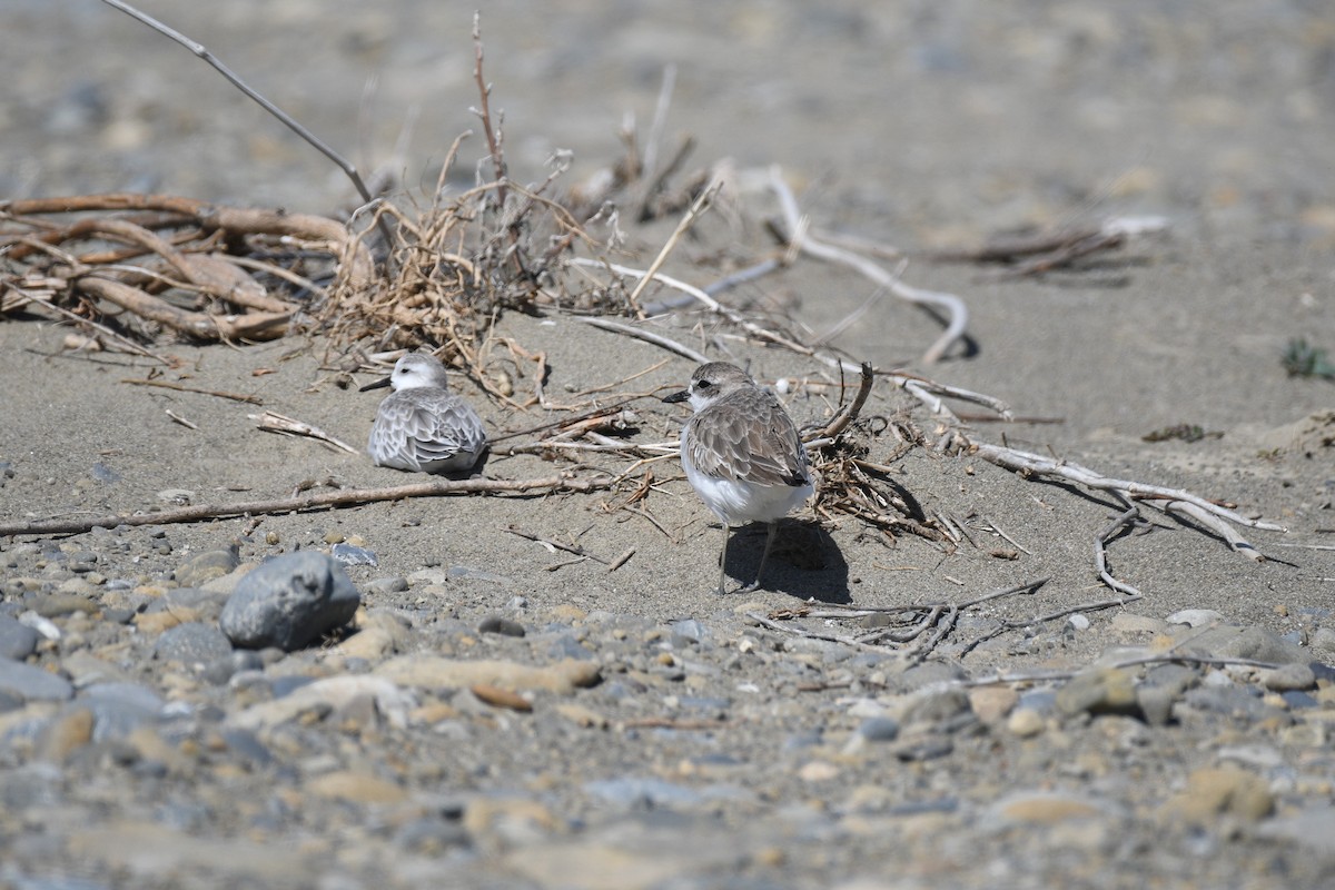 Greater Sand-Plover - ML189739581