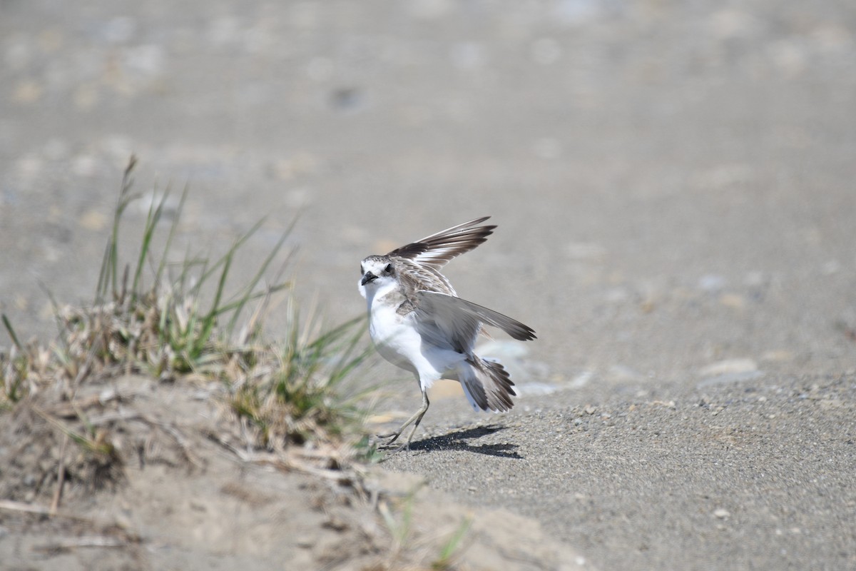 Greater Sand-Plover - ML189739651