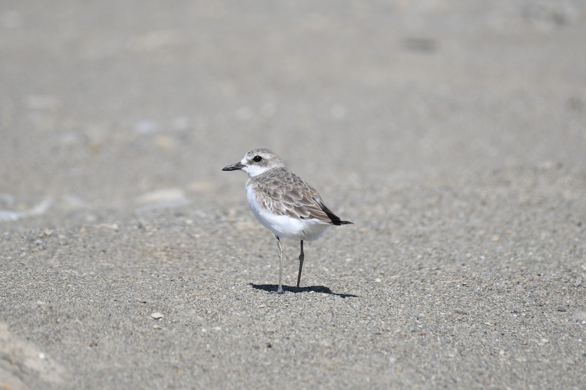 Greater Sand-Plover - ML189739681