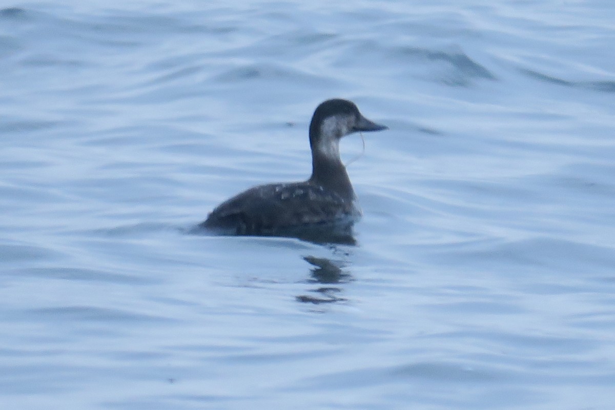 Black Scoter - ML189741541