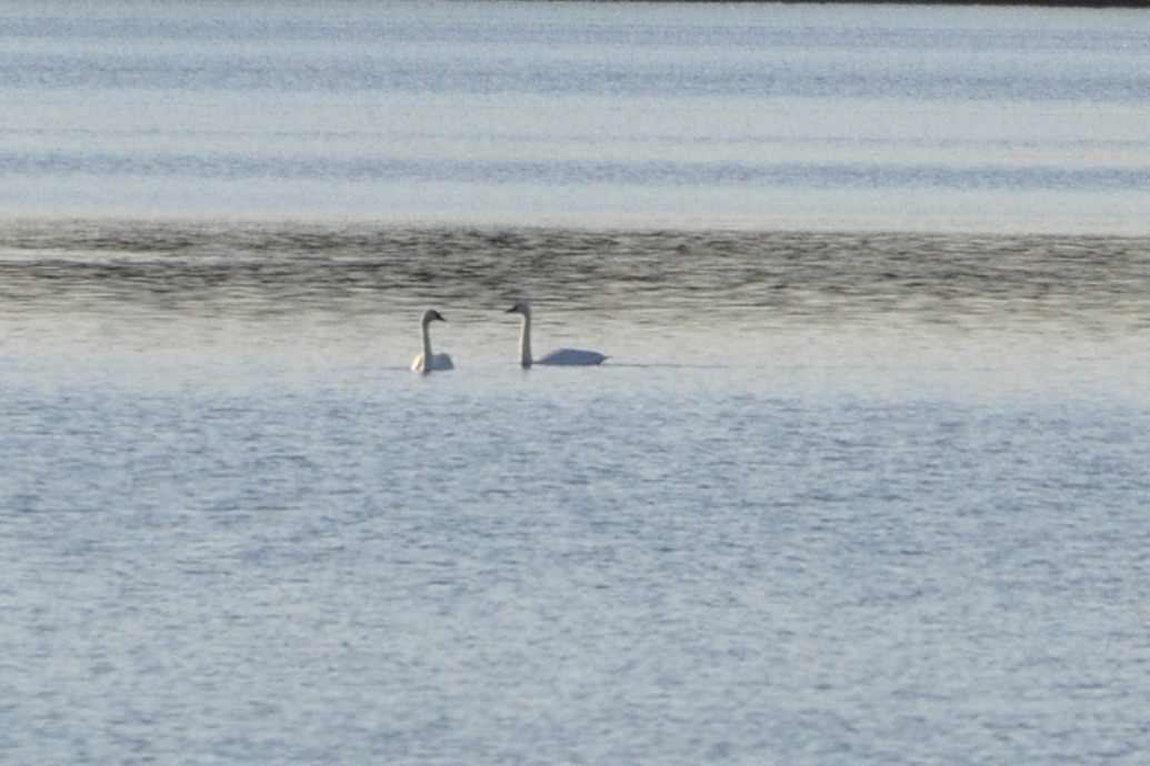 Tundra Swan - ML189742121