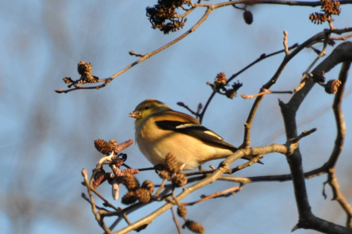 American Goldfinch - ML189742411