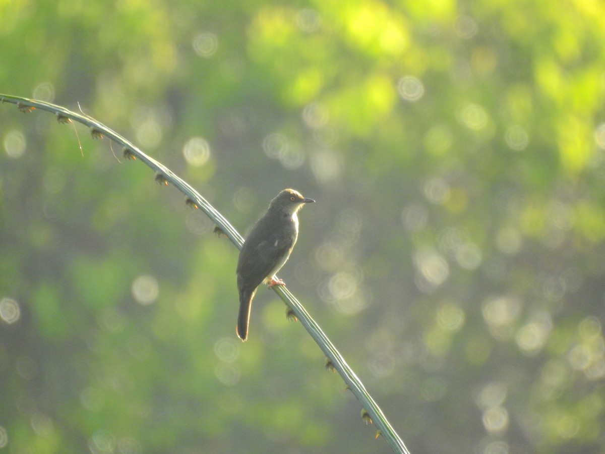 Red-eyed Bulbul - Oliver Tan