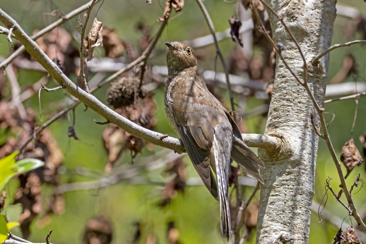 Fan-tailed Cuckoo - ML189743451
