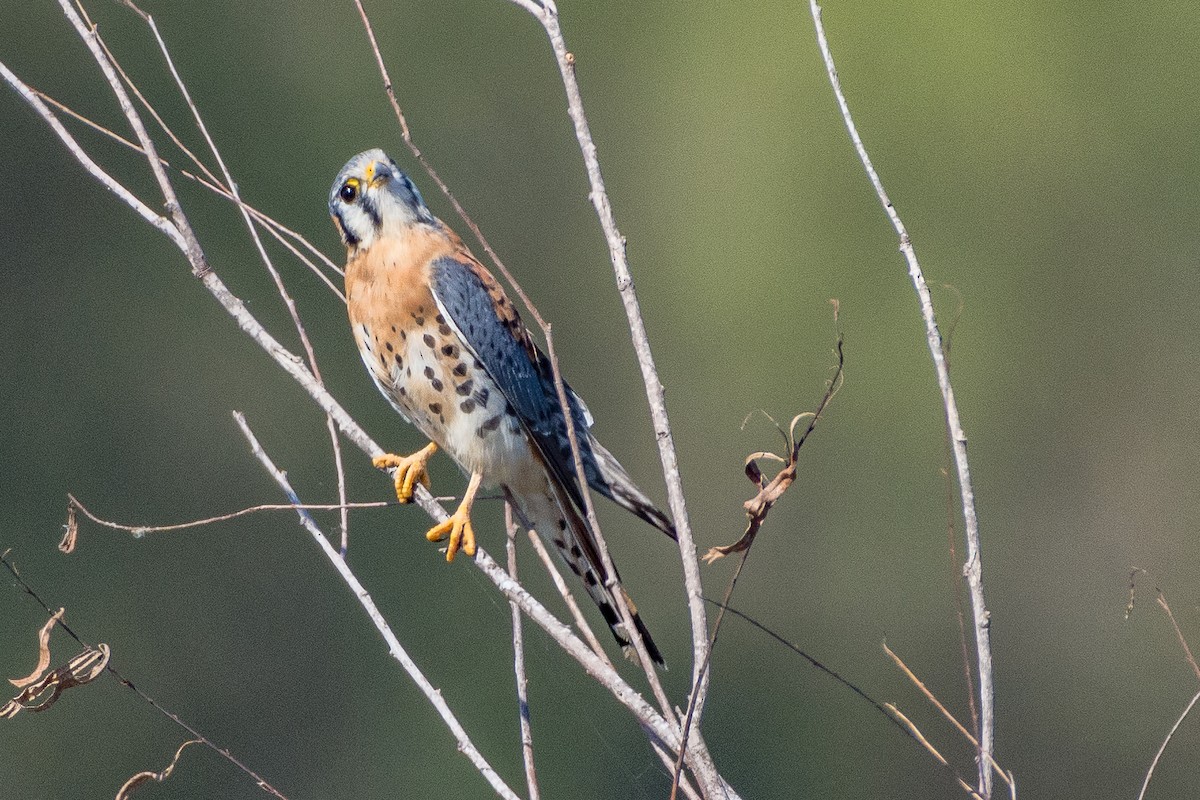 American Kestrel - David Estrada