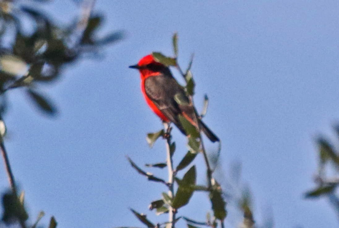Vermilion Flycatcher - ML189743731