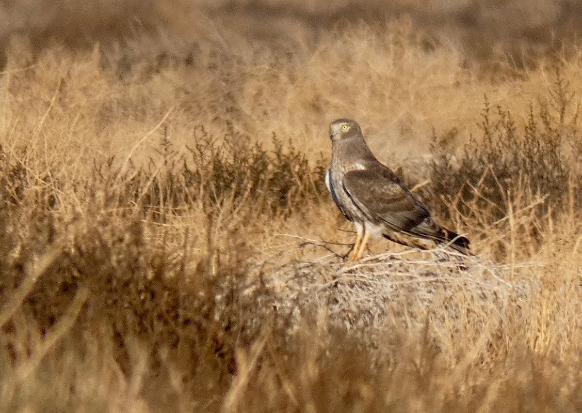 Northern Harrier - ML189744151