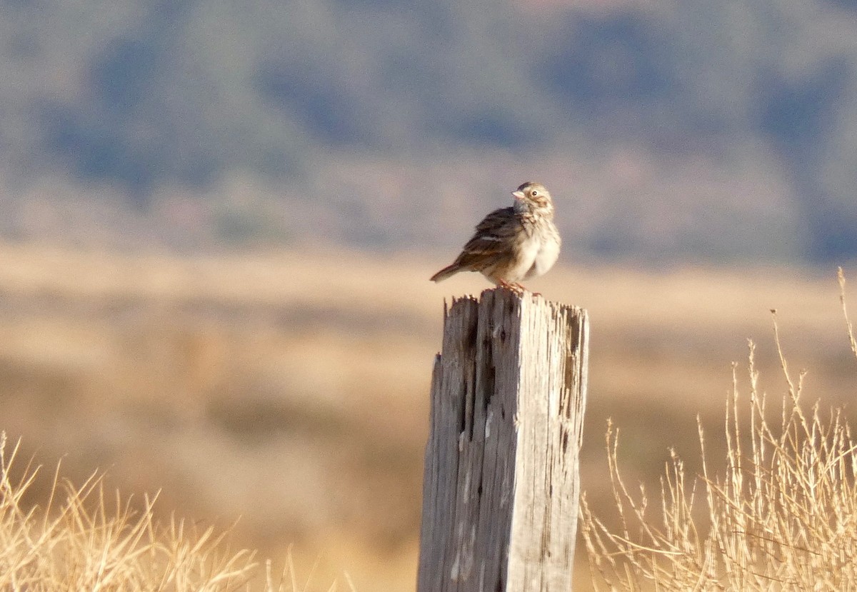 Vesper Sparrow - John Callender