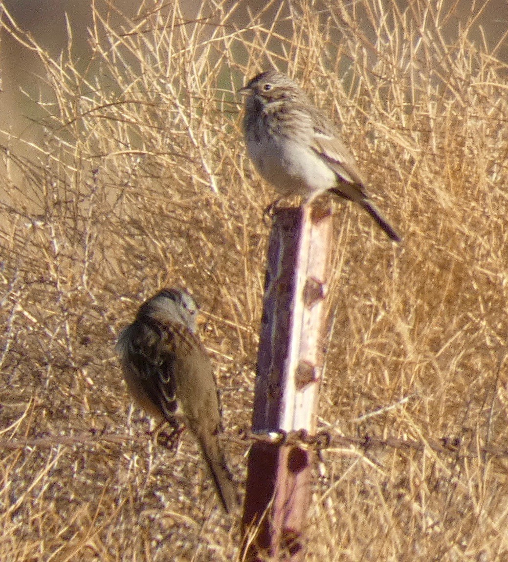 Vesper Sparrow - John Callender