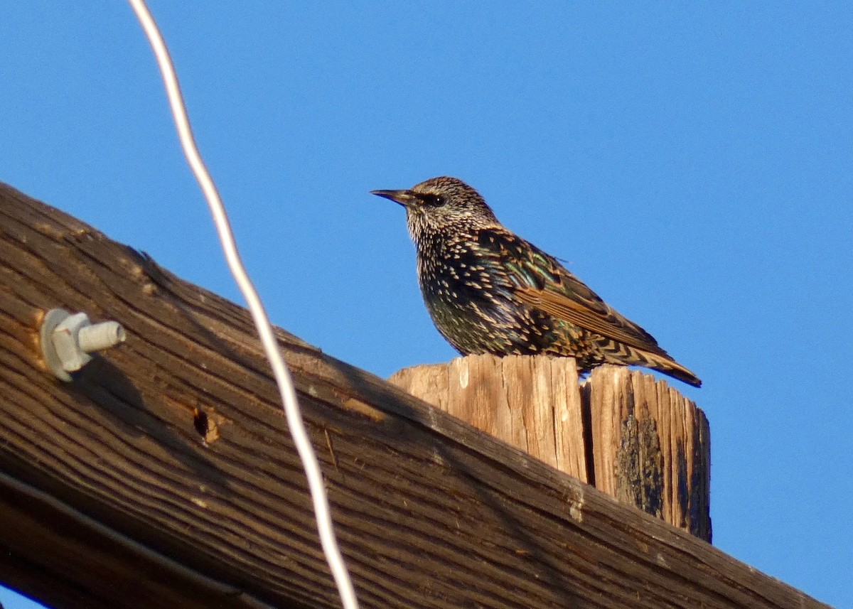 European Starling - ML189744521