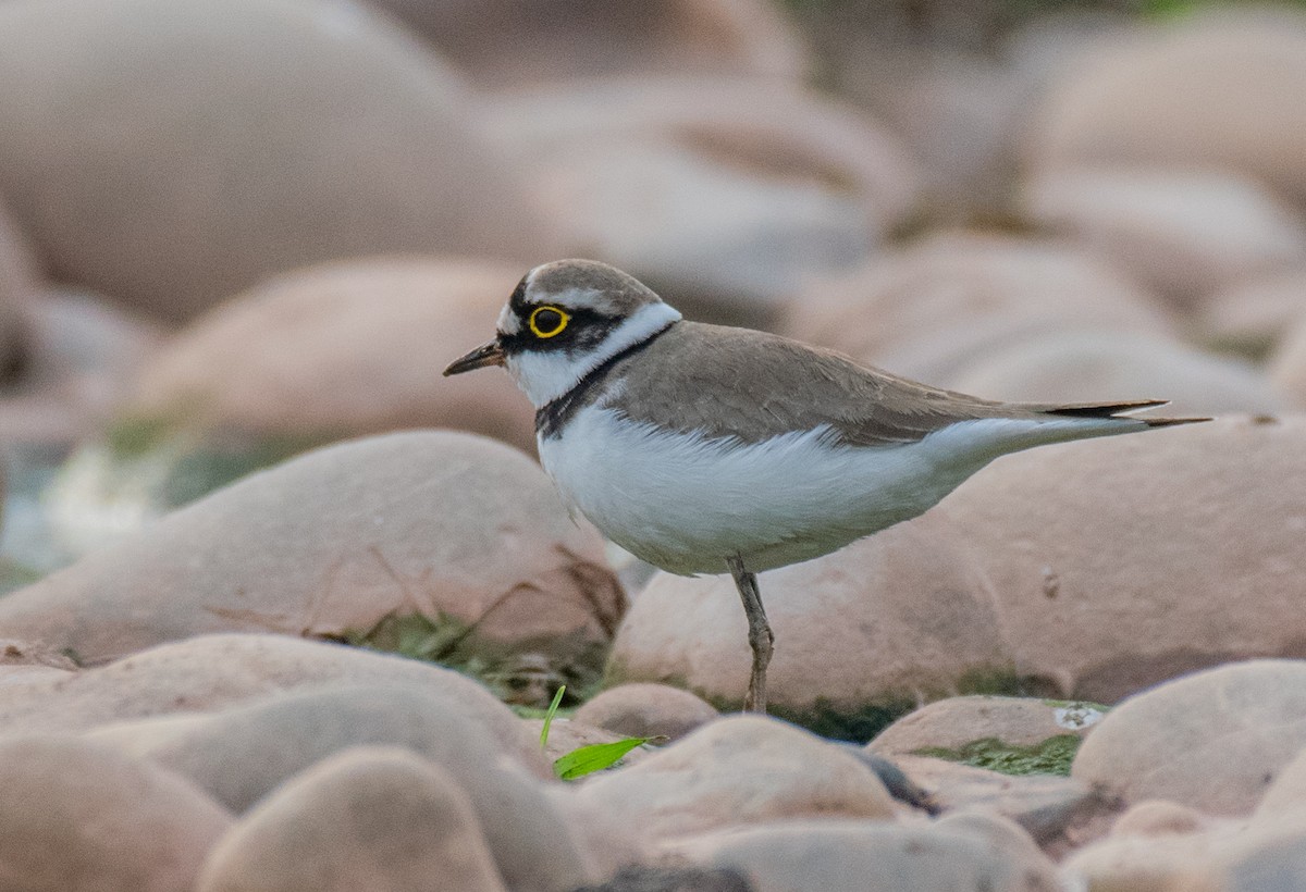 Little Ringed Plover - ML189745431