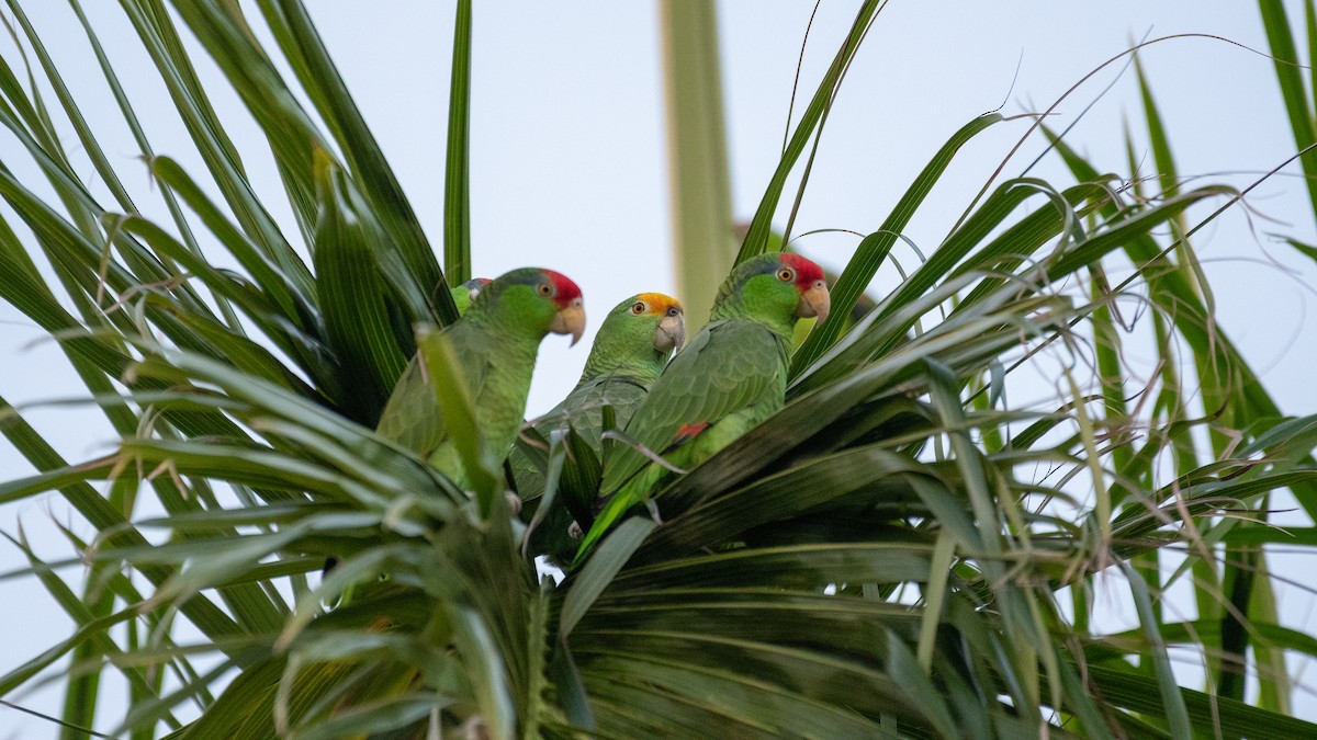 Yellow-crowned Amazon - ML189747881