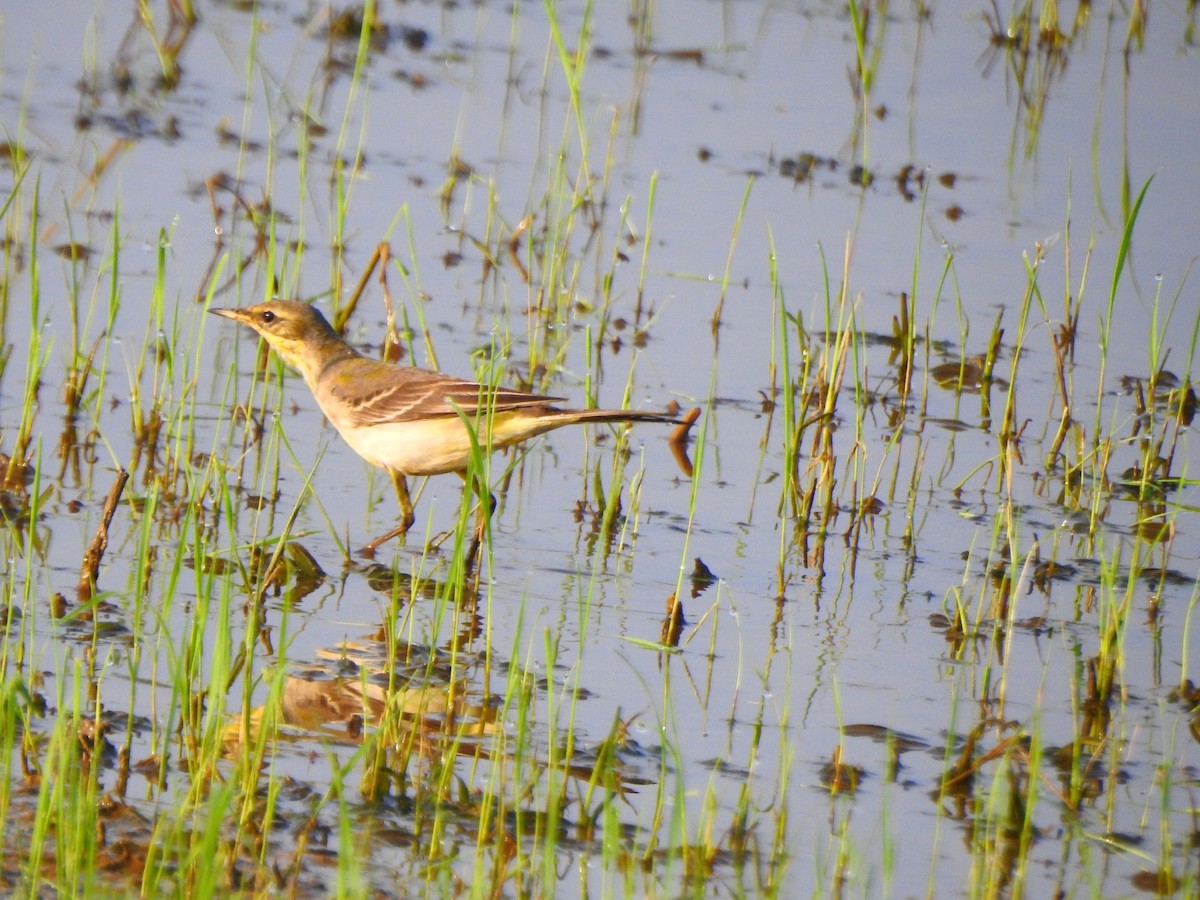 Western Yellow Wagtail - ML189748631