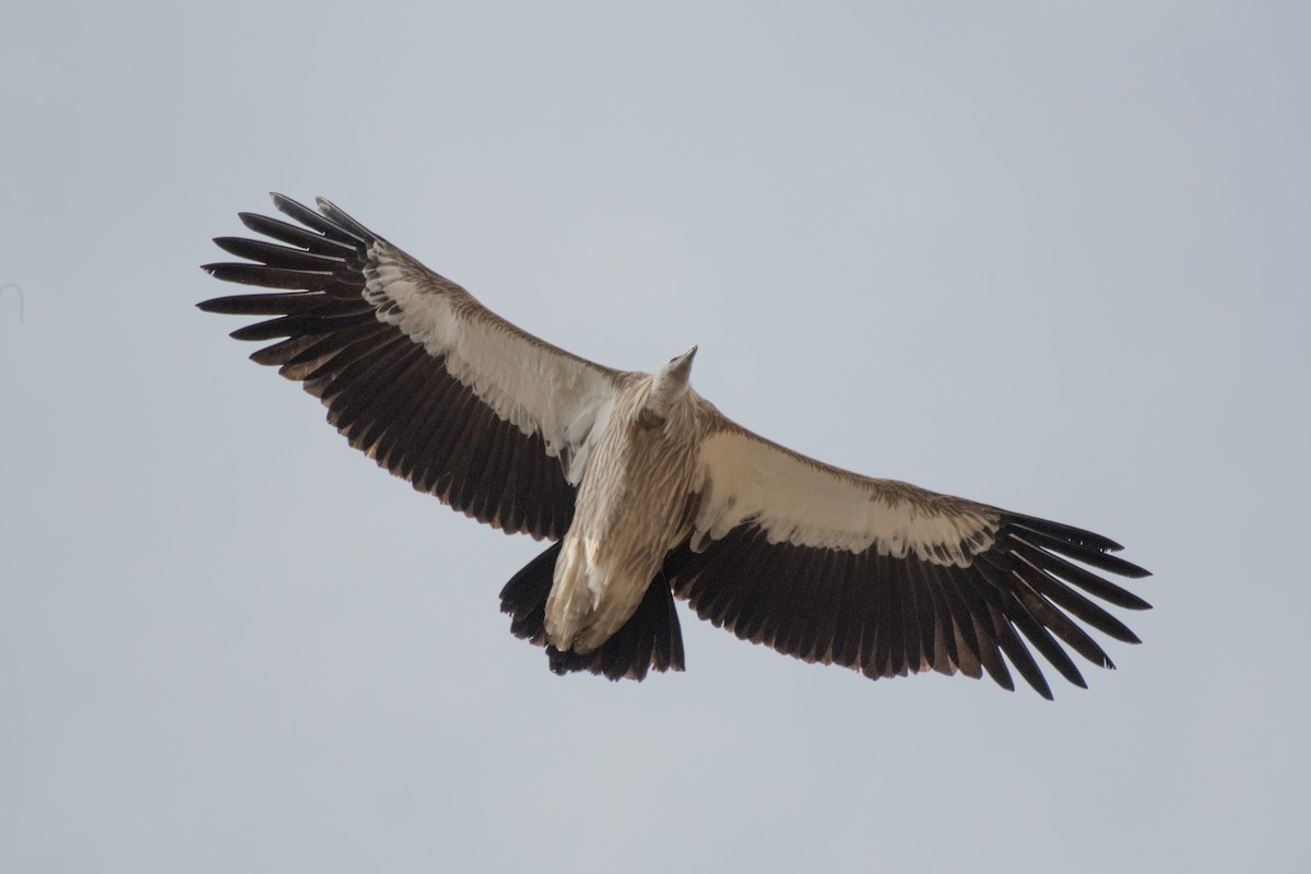 Himalayan Griffon - ML189748651