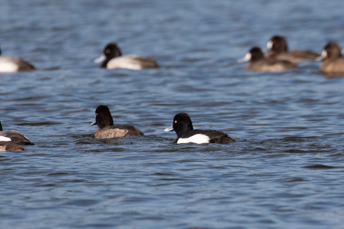 Tufted Duck - ML189750321