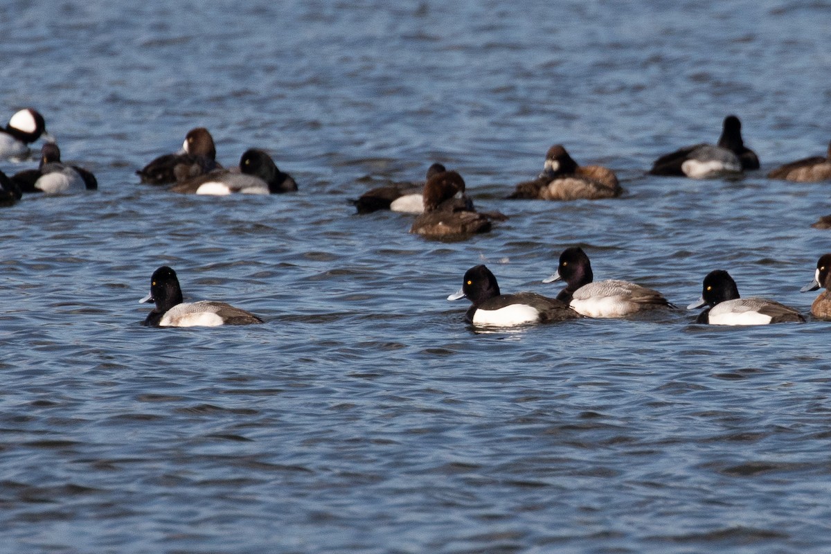 Tufted Duck - ML189750341