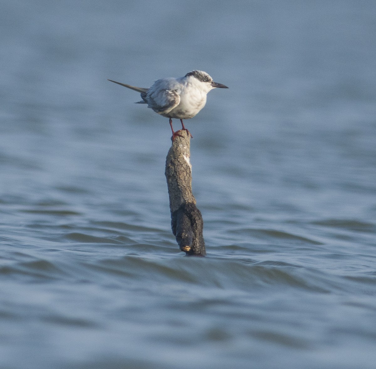 Whiskered Tern - ML189750481