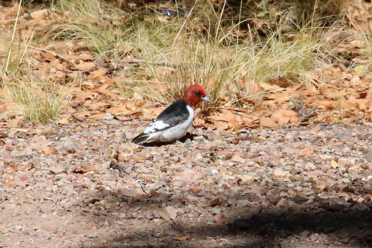 Red-headed Woodpecker - ML189753011