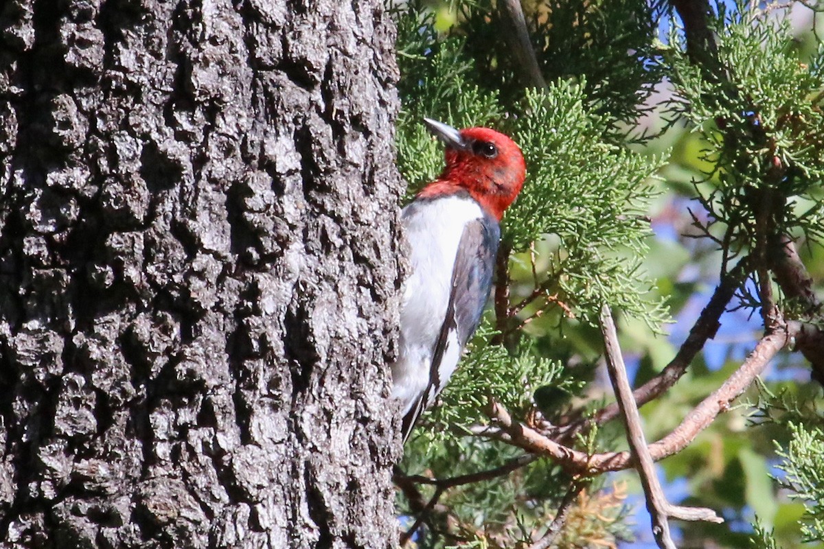 Red-headed Woodpecker - ML189753021