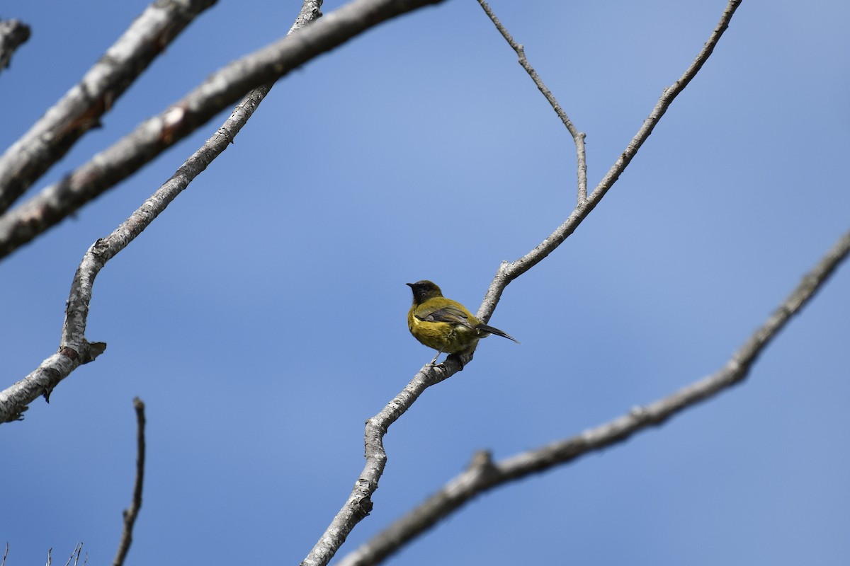 New Zealand Bellbird - ML189753671