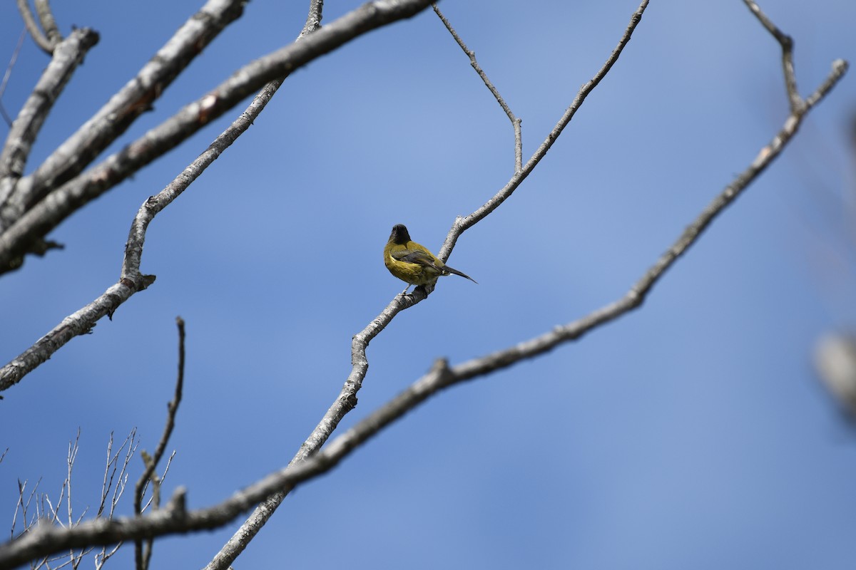 New Zealand Bellbird - ML189753781