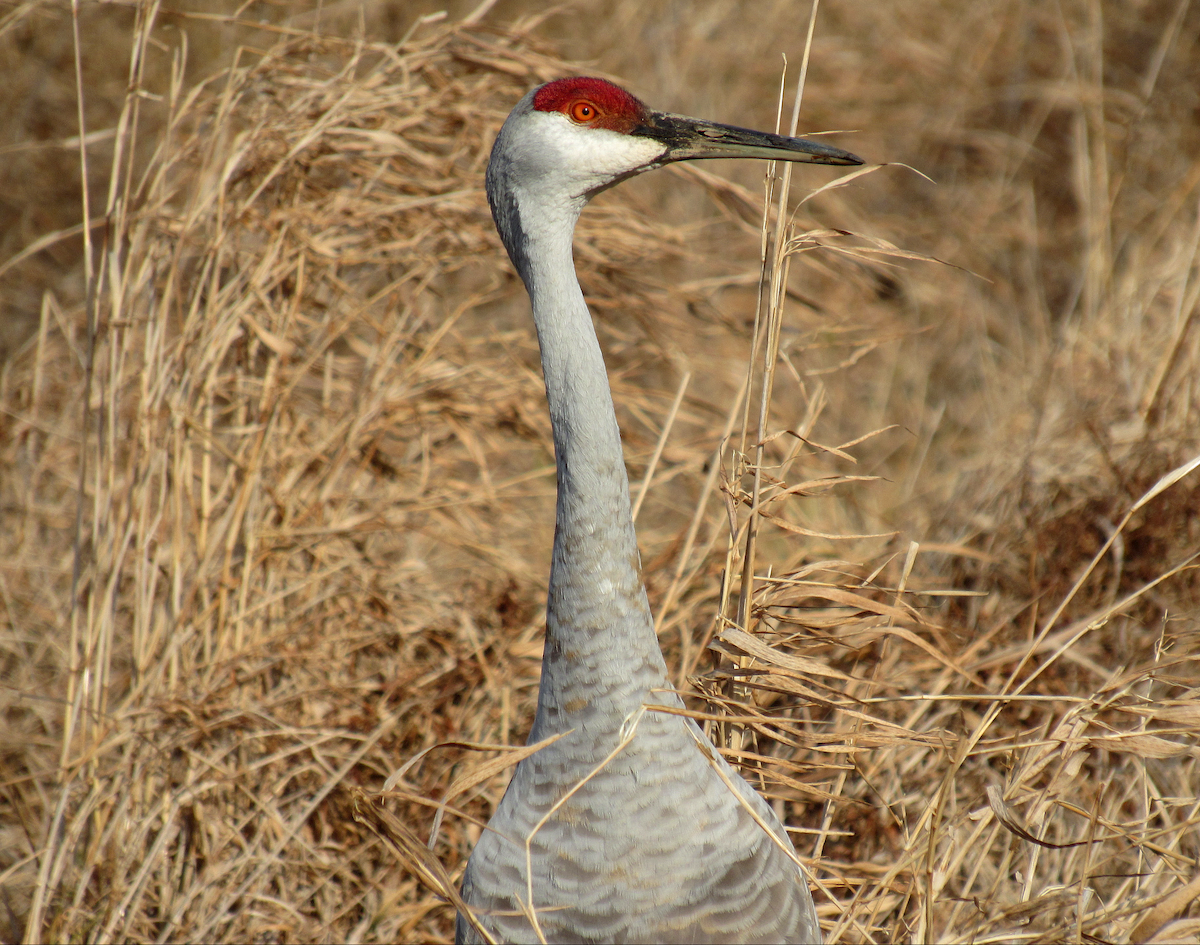 Sandhill Crane - Allison Matlock