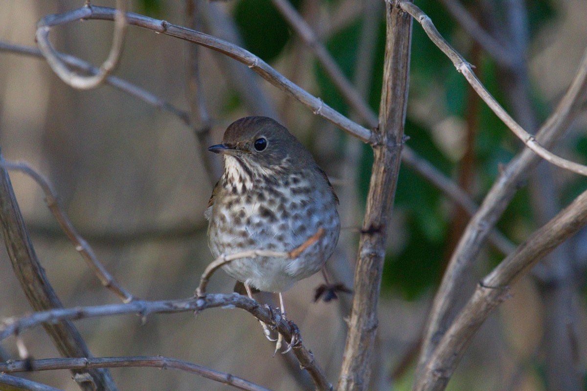Hermit Thrush - ML189754591