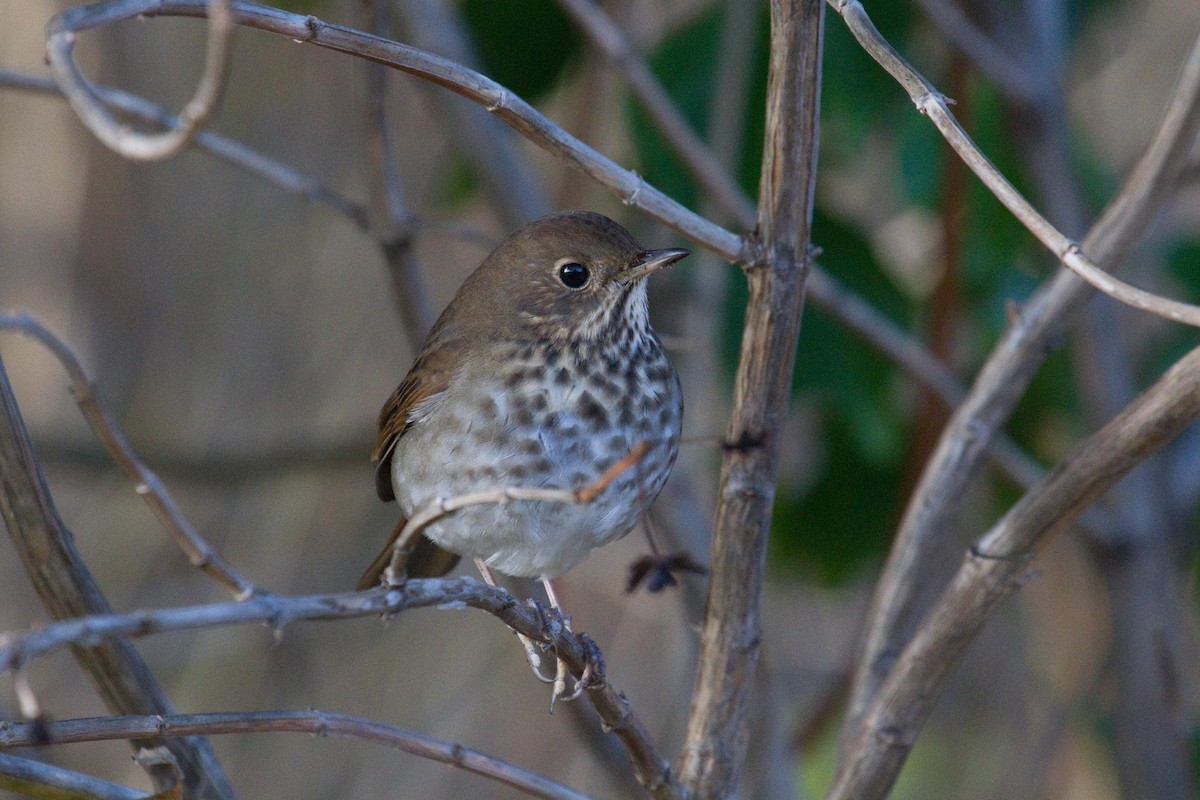 Hermit Thrush - ML189754601