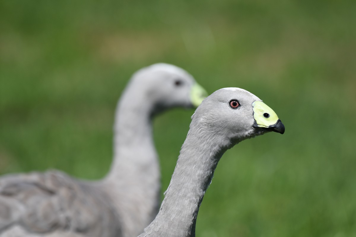 Cape Barren Goose - ML189754741