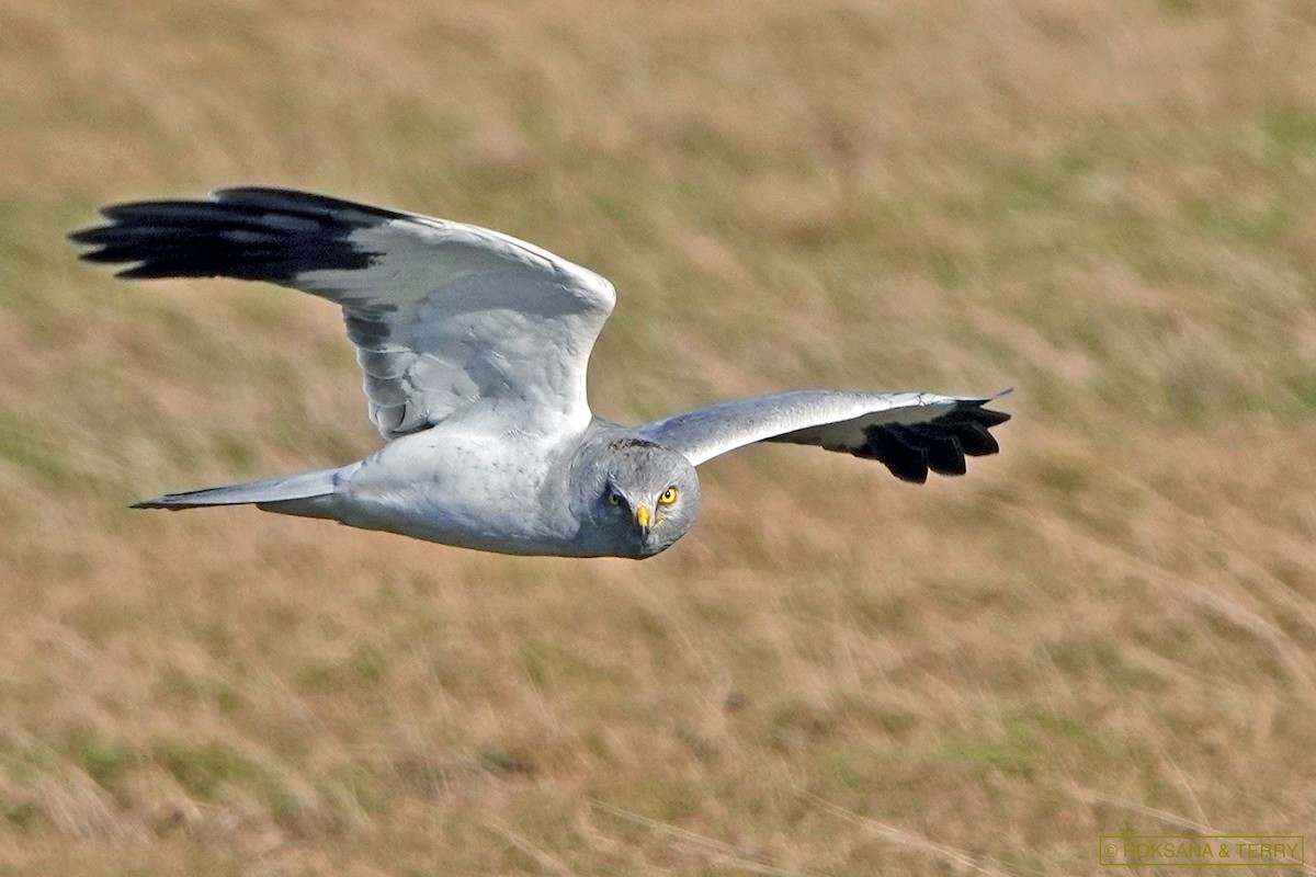 Hen Harrier - Roksana and Terry