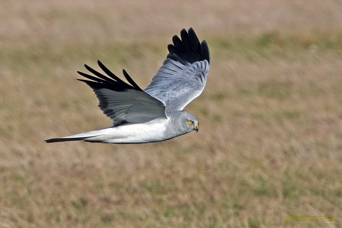 Hen Harrier - Roksana and Terry
