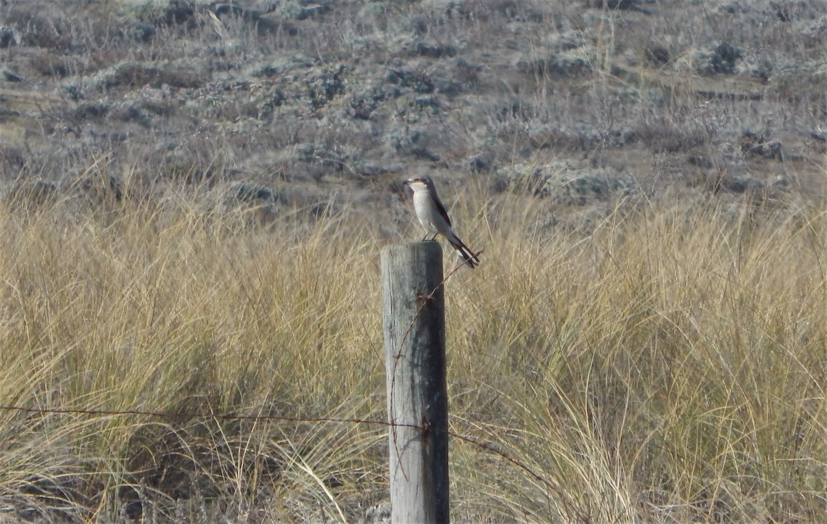 Northern Shrike - ML189755881