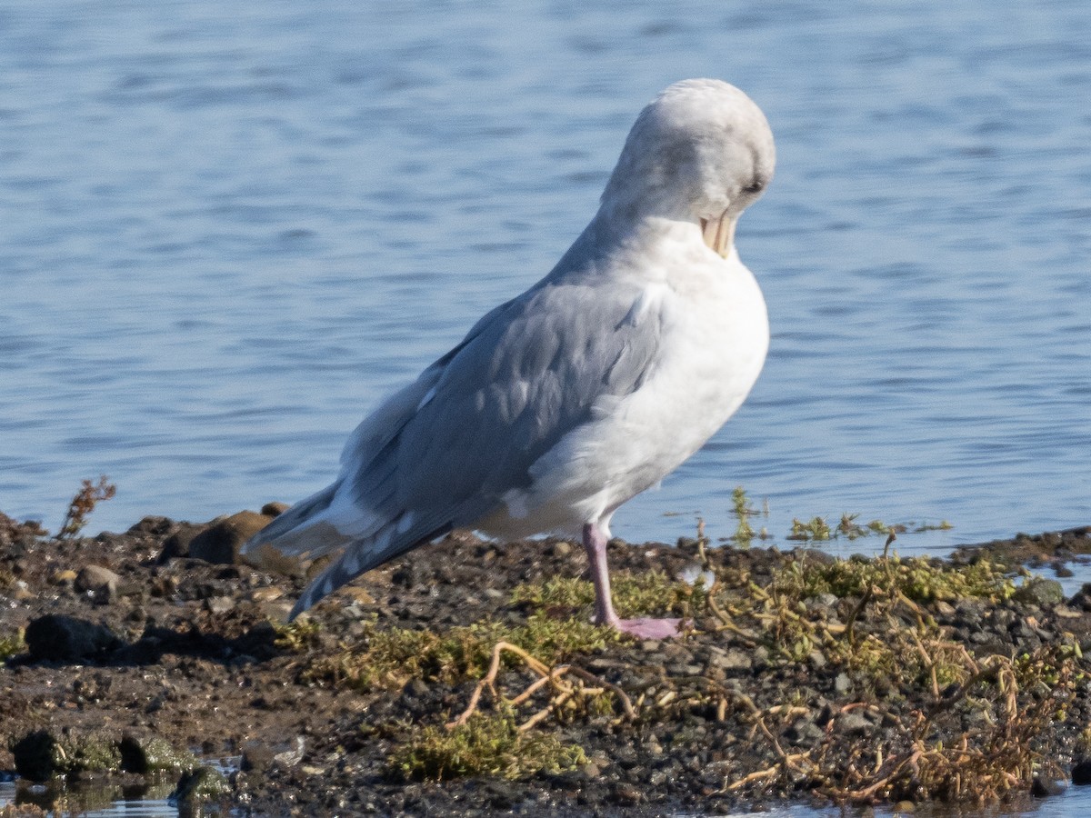 Gaviota de Bering - ML189755951