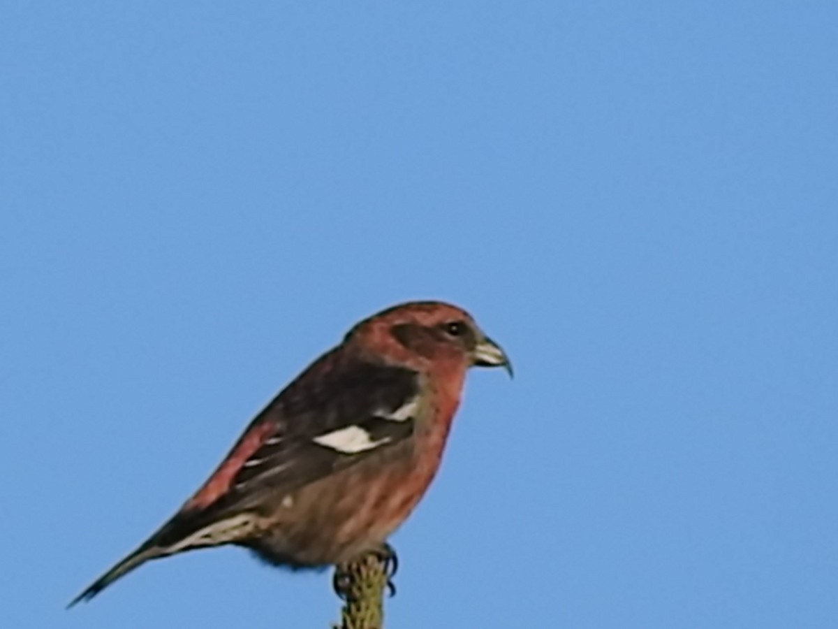 White-winged Crossbill - Laura Burke