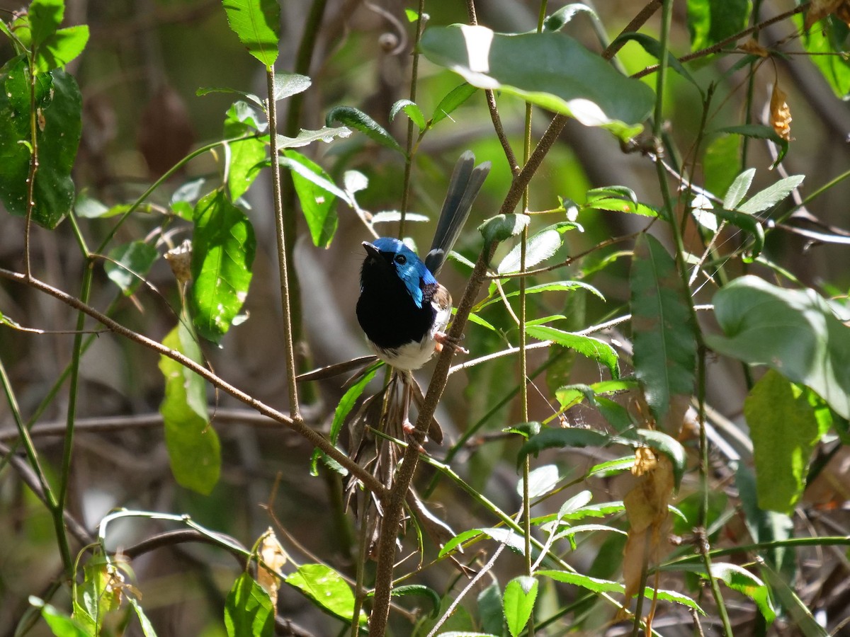 Variegated Fairywren - ML189757931