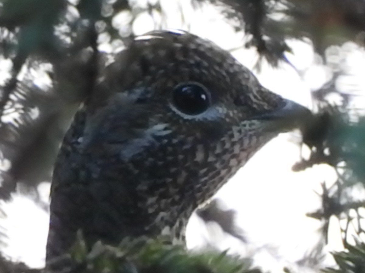 Spruce Grouse - ML189758581