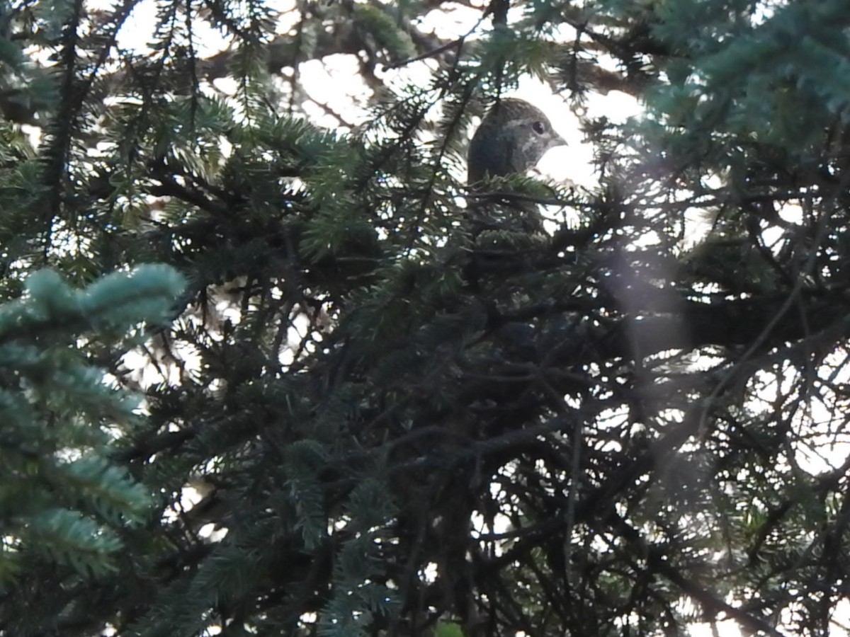 Spruce Grouse - ML189758591
