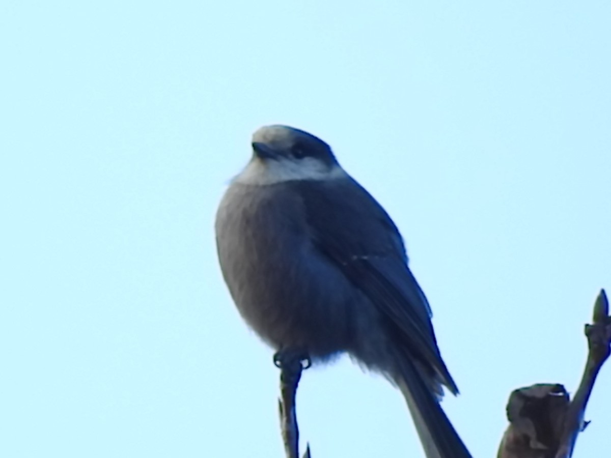 Canada Jay - ML189758611