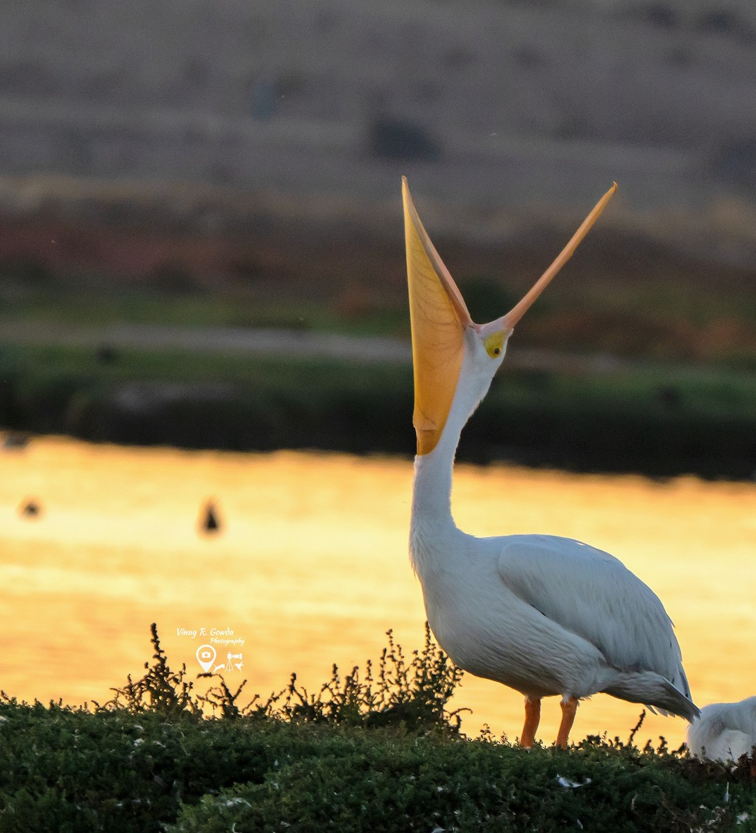 American White Pelican - ML189759351