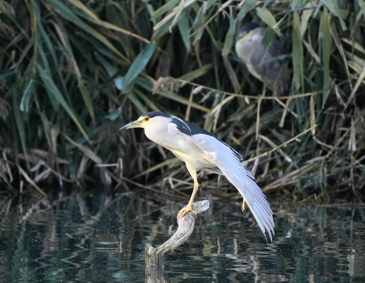 Black-crowned Night Heron - ML189759391